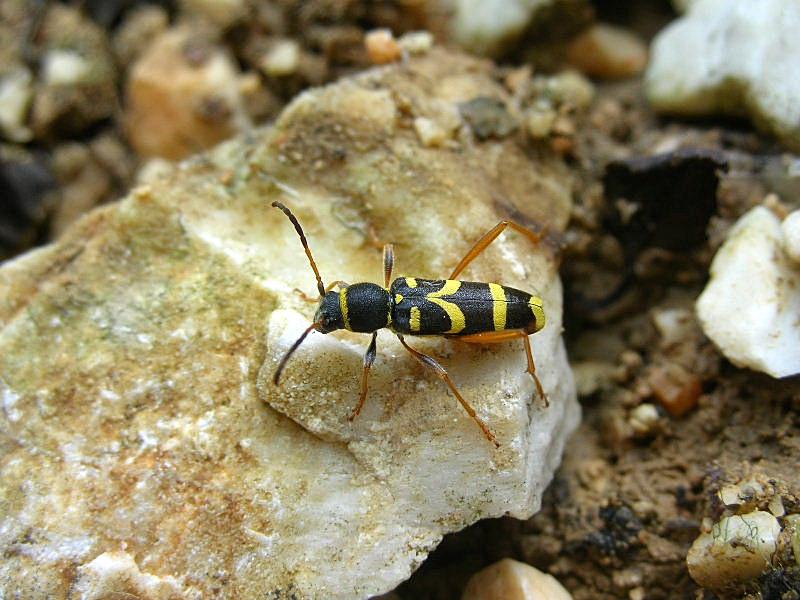 Una gitarella all''Altopiano di Caradeghe (Bs)